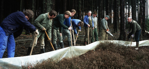 Helfer stehen in einer Reihe hinter der Plastikplane des Amphibienschutzzauns, arbeiten mit Spaten und bücken sich nach vorn