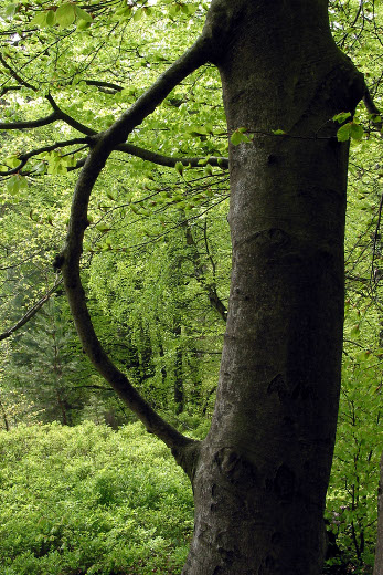 Koffergriff Ein unten am Baum austretender Ast wächst weiter oben in den Stamm ein.