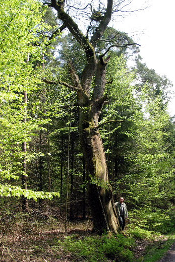 Napoleonseiche Willy Becker lehnt an der imposanten Napoleonseiche.
