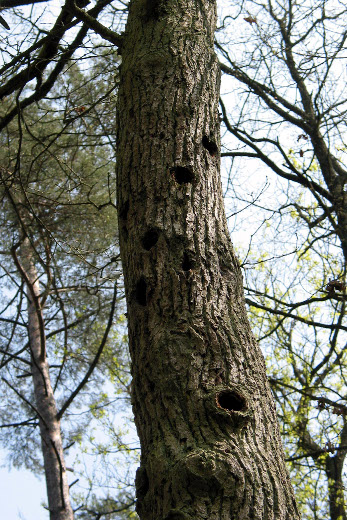 Spechtbaum In diesem vertrockneten Baum haben Spechte mehrere Höhlen angelegt.