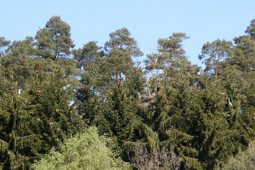 03_20050505_nabu_feuchtgebiete_008_520x347