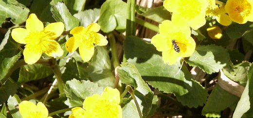 Schwebfliege besucht gelbe Sumpfdotterblumen 