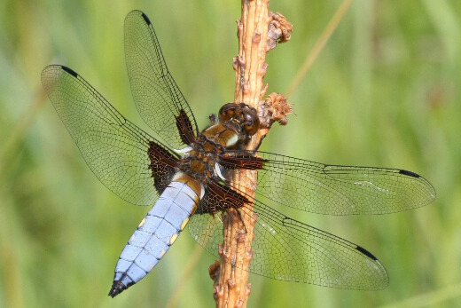 Plattbauch-M&auml;nnchen sitzt mit ausgebreiteten Fl&uuml;geln auf einem Ast, in den Ecken jedes der vier Fl&uuml;gel befindet sich au&szlig;en oben ein schwarzer Fleck, der Hinterleib ist grau-blau.