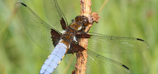 Plattbauch-Männchen sitzt mit ausgebreiteten Flügeln auf einem Ast, in den Ecken jedes der vier Flügel befindet sich außen oben ein schwarzer Fleck, der Hinterleib ist grau-blau.