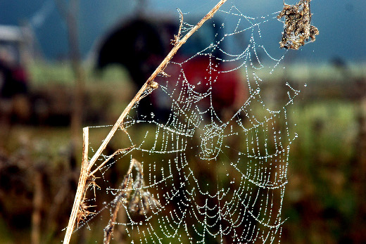 Kunstwerk Auf einem Spinnennetz haben sich Tautropfen gesammelt, die in der Sonne glitzern.
