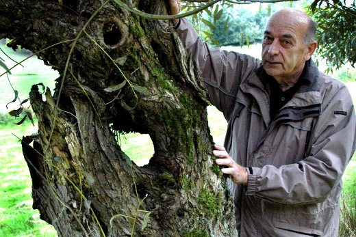 Willy Becker steht neben einer Kopfweide, deren Stamm ein Loch aufweist.