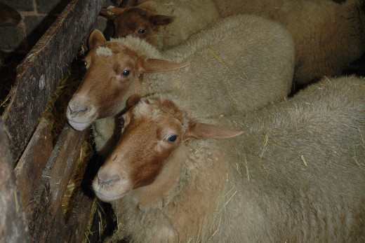 Coburger Fuchsschafe mit der typischen rotbraunen Färbung am Kopf und an den Beinen