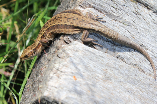 20110709_marion_urlaub_wuestensachsen_274_520x347