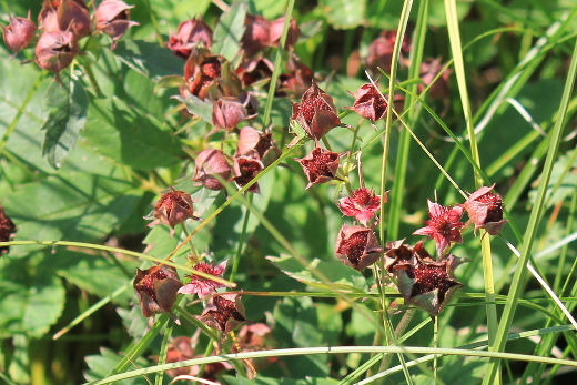 20110709_marion_urlaub_wuestensachsen_282_c_520x347