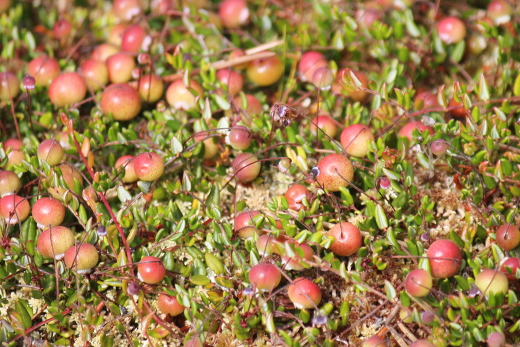 20120711_rhoen_089_c_520x347