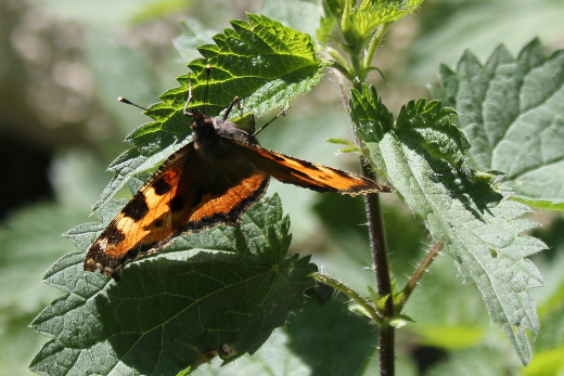 20110602_natur_kleiner_fuchs_eiablage_005_520x347
