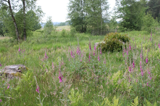 20150621_nabu_jubilaeum_077_520x347 20150621_nabu_jubilaeum_077_520x347