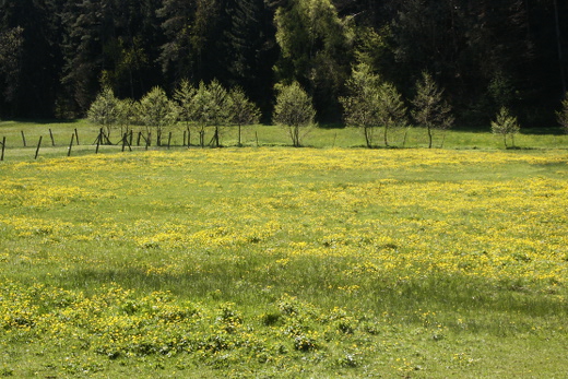 Gelbe Sumpfdotterblumen auf der Nauwiese, im Hintergrund Wald