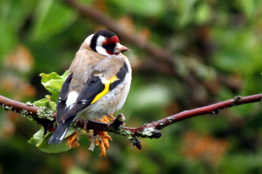 20160523_natur_distelfink_015_520x347
