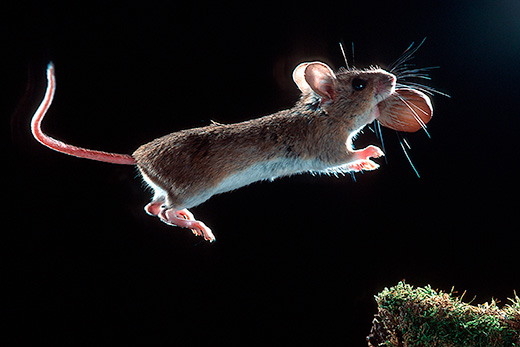delpho_waldmaus_001_520x347
