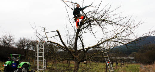 Matthias Hupfeld steht hoch oben in einem Apfelbaum