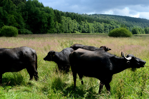 Vier Wasserbüffel grasen auf einer Feuchtwiese mit saftig-grünem Gras, im Hintergrund sind der Wald und blauer Himmel zu sehen.