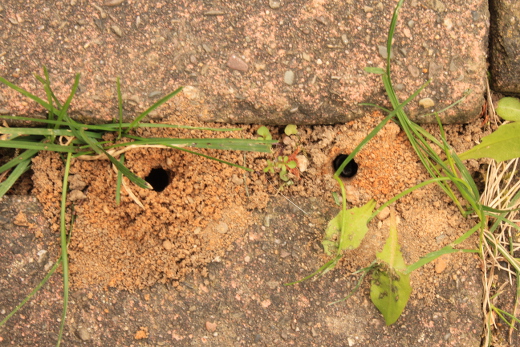 20170412_natur_sandbienen_006_520x347 20170412_natur_sandbienen_006_520x347