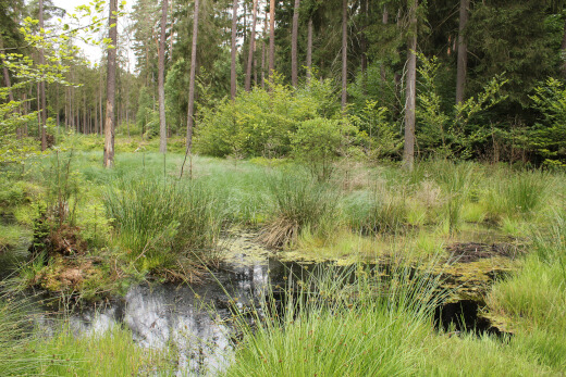 20180624_nabu_burgwaldmoore_015_520x347 20180624_nabu_burgwaldmoore_015_520x347