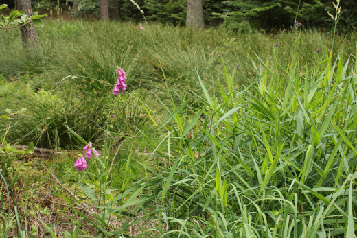 20180624_nabu_burgwaldmoore_016_520x347 20180624_nabu_burgwaldmoore_016_520x347