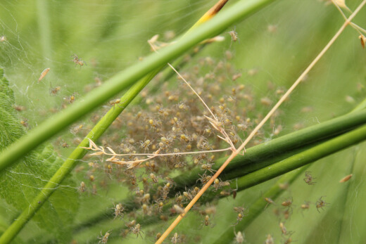 20180624_nabu_burgwaldmoore_021_520x347 20180624_nabu_burgwaldmoore_021_520x347