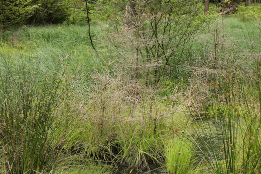 20180624_nabu_burgwaldmoore_022_520x347 20180624_nabu_burgwaldmoore_022_520x347