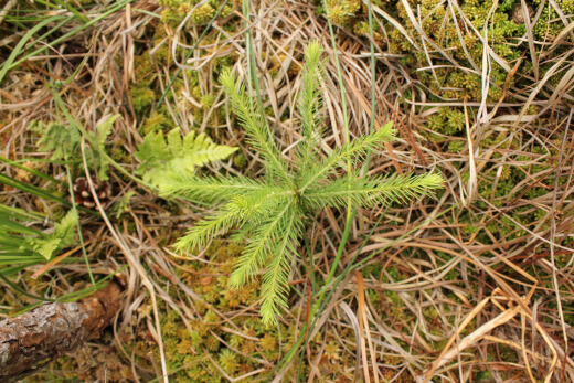 20180624_nabu_burgwaldmoore_047_520x347 20180624_nabu_burgwaldmoore_047_520x347