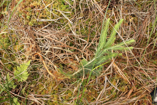 20180624_nabu_burgwaldmoore_049_520x347 20180624_nabu_burgwaldmoore_049_520x347