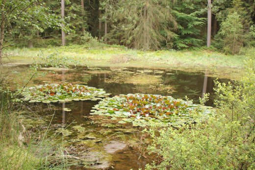 20180624_nabu_burgwaldmoore_072_520x347 20180624_nabu_burgwaldmoore_072_520x347