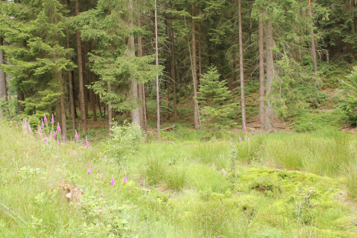 20180624_nabu_burgwaldmoore_083_520x347 20180624_nabu_burgwaldmoore_083_520x347