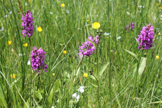 Breitblättrges Knabenkraut mit zylinderförmigen purpurroten Blüten und dunkel gefleckten Laubblättern