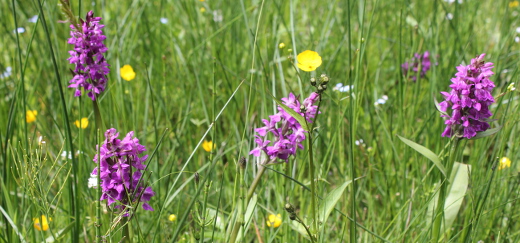 Breitblättrges Knabenkraut mit zylinderförmigen purpurroten Blüten und dunkel gefleckten Laubblättern