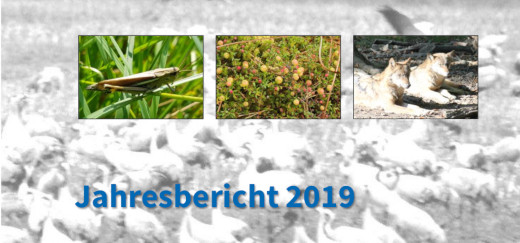 Titelblatt des Jahresberichts 2019 mit Fotos einer Sumpfschrecke, moosbeeren und zweier Wölfe