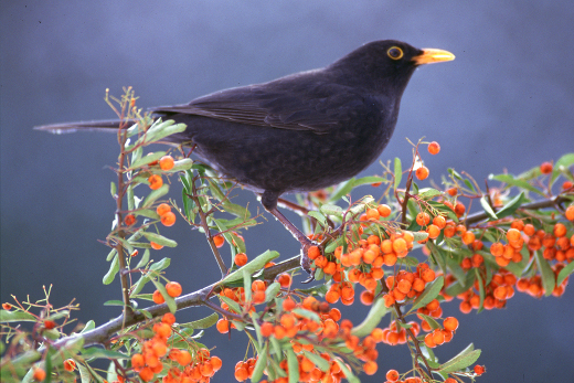 Amsel sitzt auf einem Feuerdornbusch mit orangen Fr&uuml;chten.